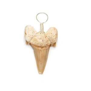 Genuine Fossilized Madagascar Shark Tooth Necklace Fossil Pendant Wire Wrapped
